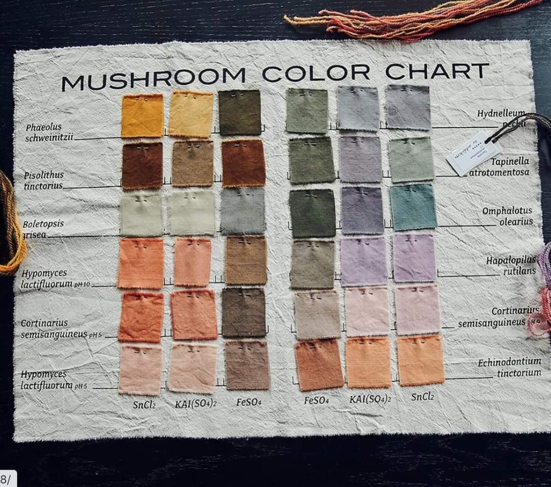 verdejomar's tweet photo. Did you know mushrooms can be used to make a rainbow of natural dyes? 
.
📸: @wildcraftstudio
.
.
.
.

. #mushroomart #fungi #mushrooms #mycology #mushlove #spore #shroomart #mycopigments #pigments #naturaldyes #mushroomdye #fungaldye #colorchemistry #chromosphores https://t.co/PIIhEgJhCy