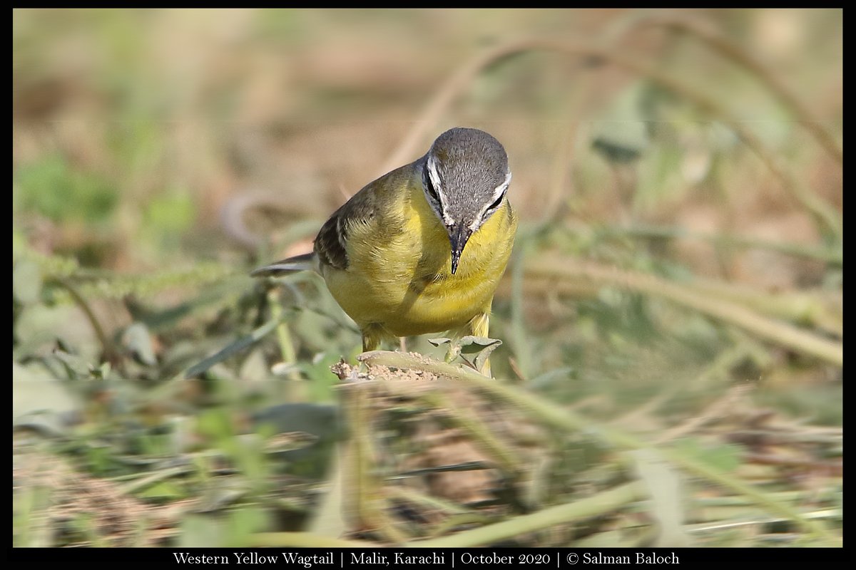 SalmanAhmedB's tweet photo. Western Yellow Wagtail تِلیسک، چی چِڑیسک
Malir, Karachi
#birdwatching #birdphotography #birds #BirdsMigration #Wildlife #Nature #Photography #Karachi #UrbanWildlife #Portrait #Closeup #Balochi #LocalName https://t.co/0G8Odiy9Gu