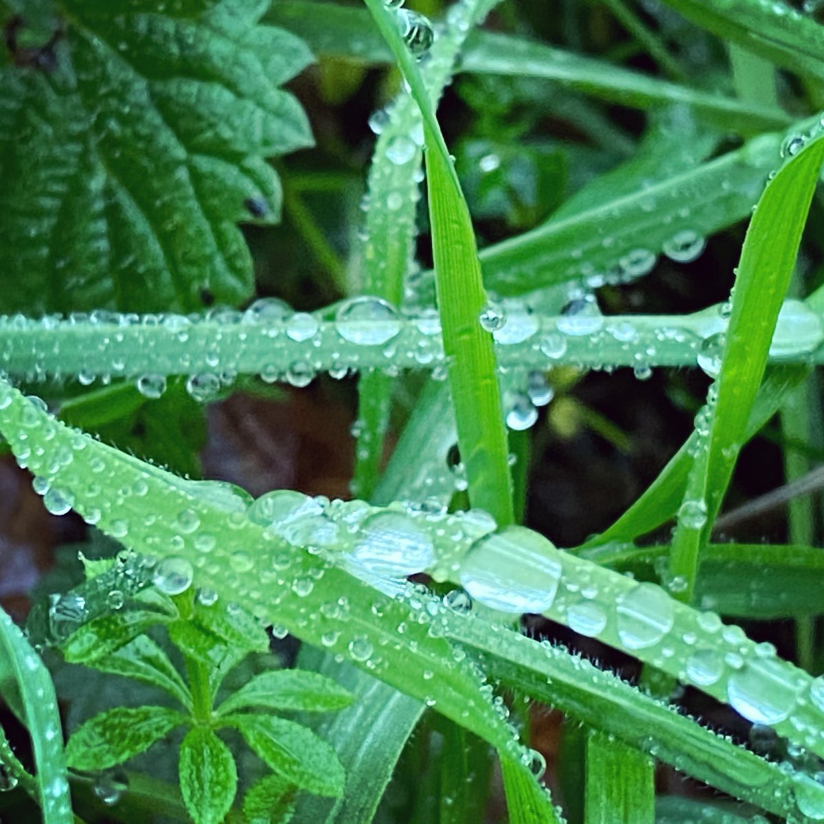 WalkinginKent's tweet photo. Dew on grass on a winters morning.
.
.
.
.
#petham #garlingegreen #canterbury #chartham #stonestreet #eastkent #kentdowns #charthamdowns #dew #macrophotography #naturephotography #waterdroplets #grass #upclose #naturelover #walkinginkent #walks #rambler #hiking #rambling https://t.co/LmNLN7djZN