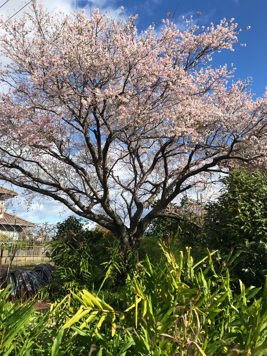 TONK298's tweet photo. 週報？
先週末から頸椎の具合は少し良くなってる感じで今週も油断しないでリハビリ通いでした。それより今週は人間ドックで引っかかった精密検査。結果、一過性だったようで無事に済みました。数週間生きた心地がしなかったからホッとしたけど、油断なりませんね。
写真は桜？綺麗に咲いてました。 https://t.co/06bmPR7pTy