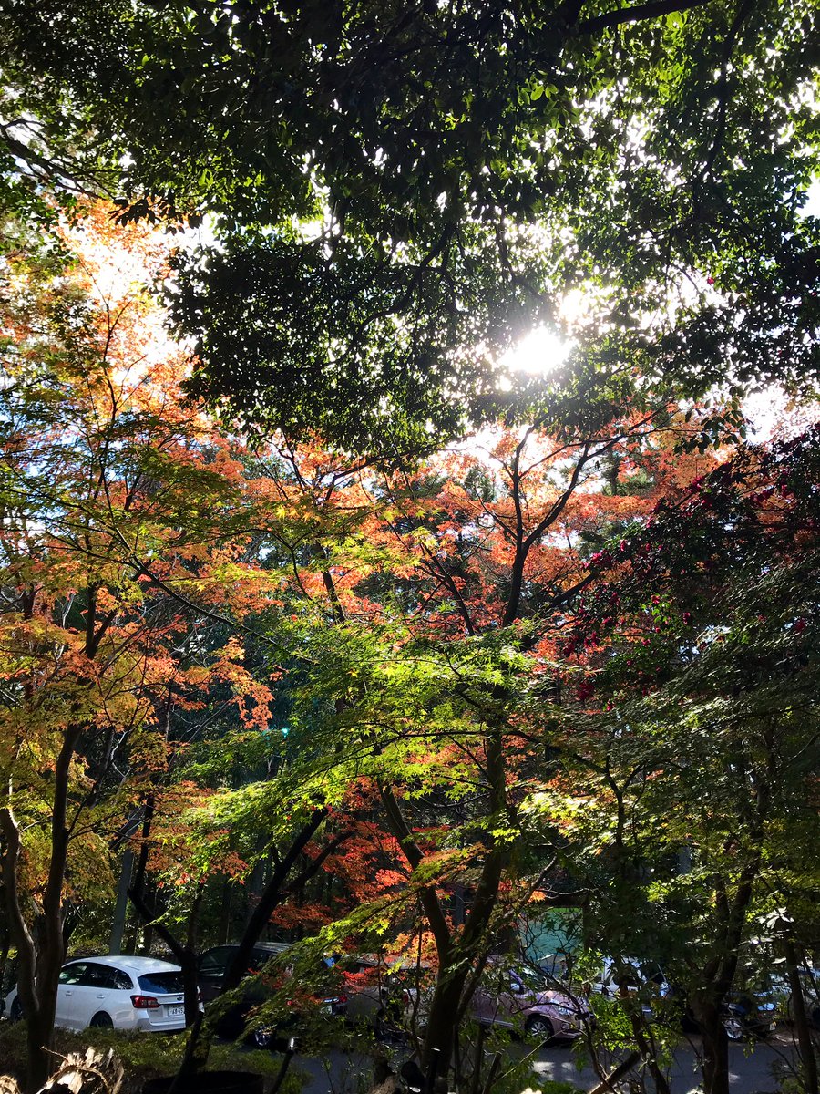 TONK298's tweet photo. 週報？
先週末から頸椎の具合は少し良くなってる感じで今週も油断しないでリハビリ通いでした。それより今週は人間ドックで引っかかった精密検査。結果、一過性だったようで無事に済みました。数週間生きた心地がしなかったからホッとしたけど、油断なりませんね。
写真は桜？綺麗に咲いてました。 https://t.co/06bmPR7pTy