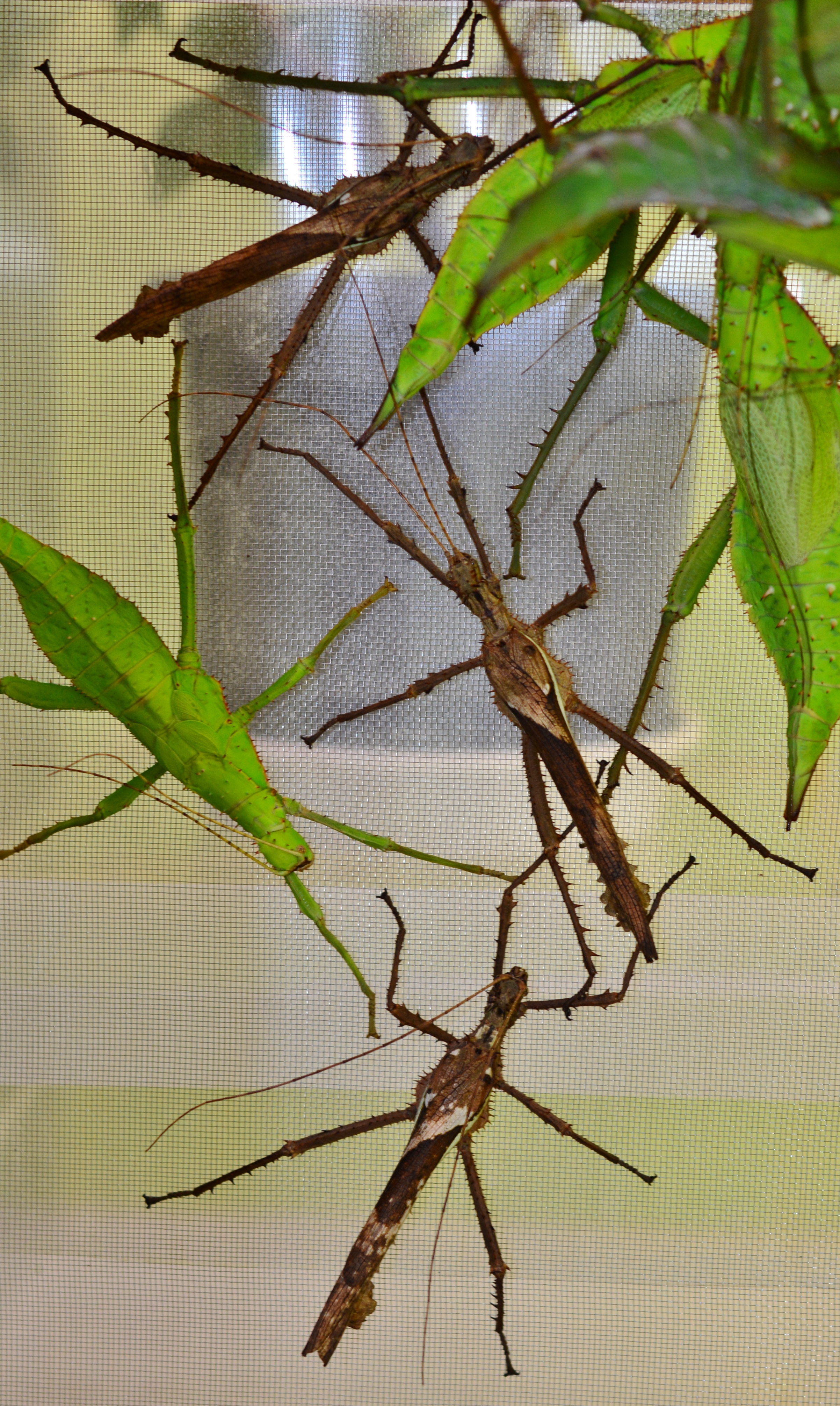 昆虫標本サカダチコノハナナフシ Yahoo!オークション - 【残り1