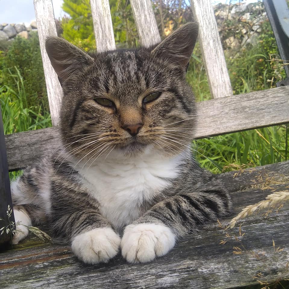Beautiful Mourne Mountains, Co  #Down, N  #Ireland. Mournes are made up of 12 mountains with 15 peaks & include the famous Mourne wall (keeps sheep & cattle out of reservoir)! Area of Outstanding Natural Beauty. Partly  @NationalTrustNI. ©Daniel Mcevoy (with lovely cats!)  #caturday