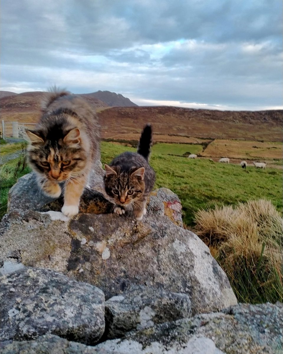 Beautiful Mourne Mountains, Co  #Down, N  #Ireland. Mournes are made up of 12 mountains with 15 peaks & include the famous Mourne wall (keeps sheep & cattle out of reservoir)! Area of Outstanding Natural Beauty. Partly  @NationalTrustNI. ©Daniel Mcevoy (with lovely cats!)  #caturday