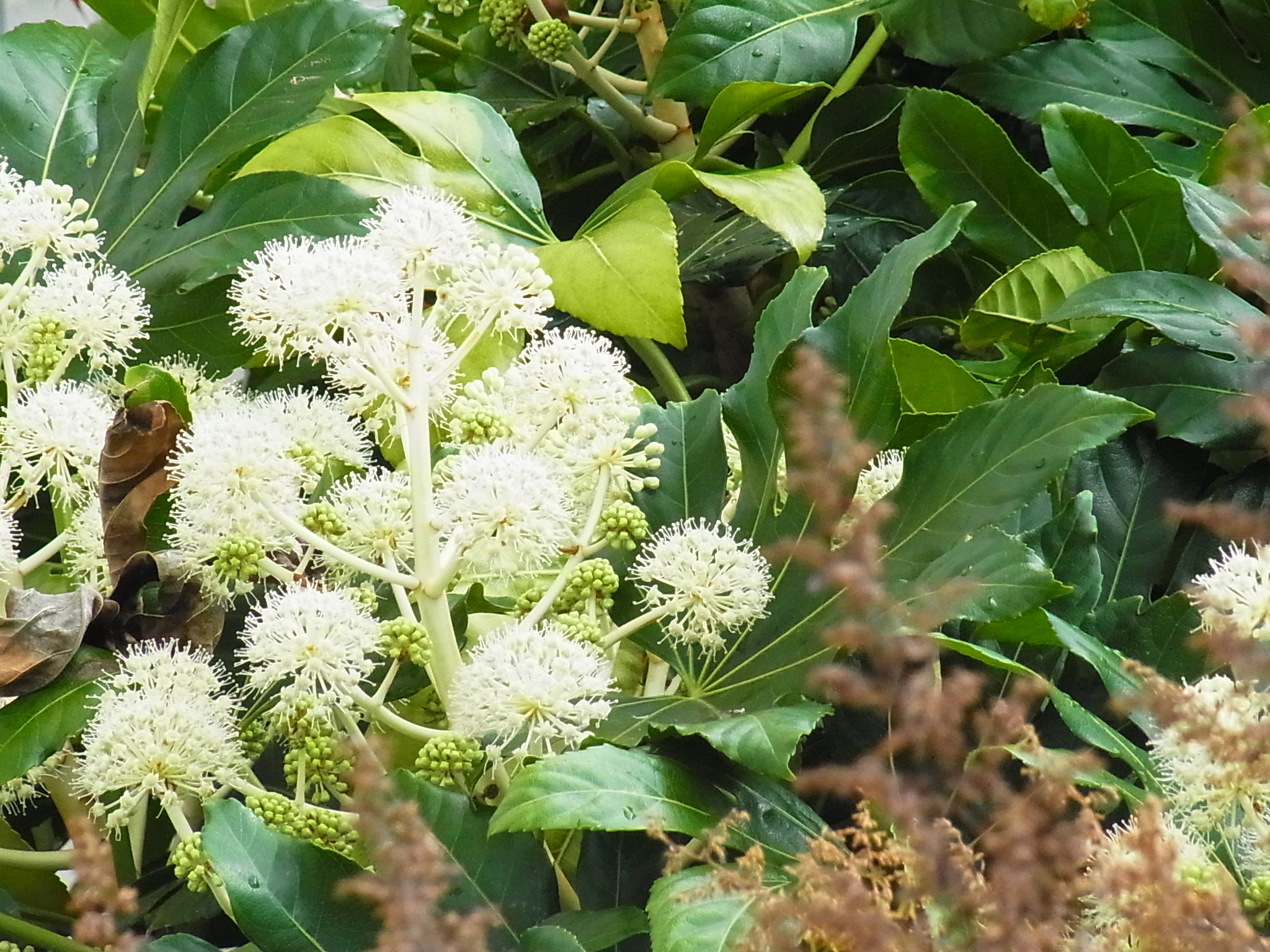 薄荷 ヤツデがウコギの仲間だったなんてなぁ 植物 花 ヤツデ ウコギ科 T Co H5q3pfojas Twitter 薄荷 ヤツデがウコギの仲間だったなんてなぁ 植物 花 ヤツデ ウコギ科 T Co H5q3pfojas Twitter