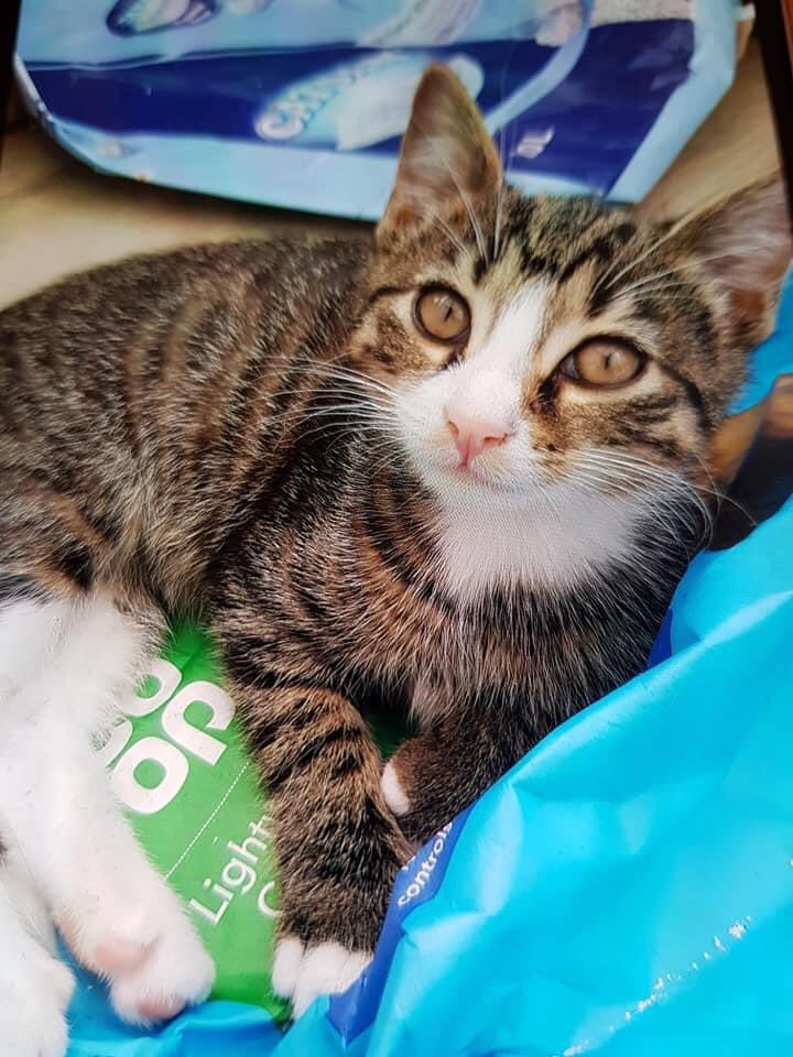 KarenFi51820768's tweet photo. 🆘🆘😢 This evil scumbag stole my baby boy Thursday morning 6.10am...Anyone have any information leading me to the whereabouts of this person or have been offered a cat, please let me know..Disappeared from Cameron ave, #Layton... #Blackpool PLEASE NOTE OFFENDER WAS ON A BIKE #RT https://t.co/awP0GSnmV2