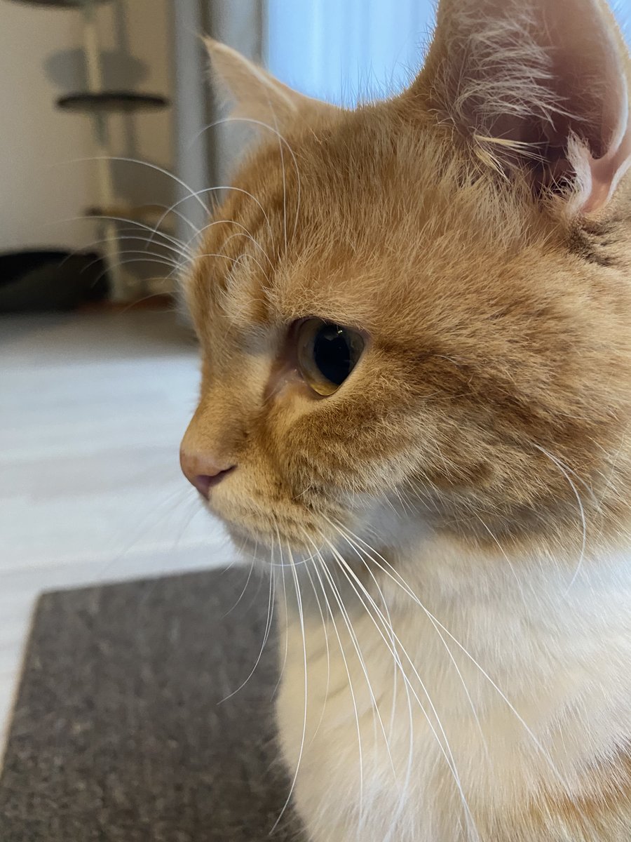 ねこのぽぅ 平たい顔族 猫のいる暮らし 猫好きさんと繋がりたい 平たい顔族 T Co Hvd6xnyrjy Twitter ねこのぽぅ 平たい顔族 猫のいる暮らし 猫好きさんと繋がりたい 平たい顔族 T Co Hvd6xnyrjy Twitter