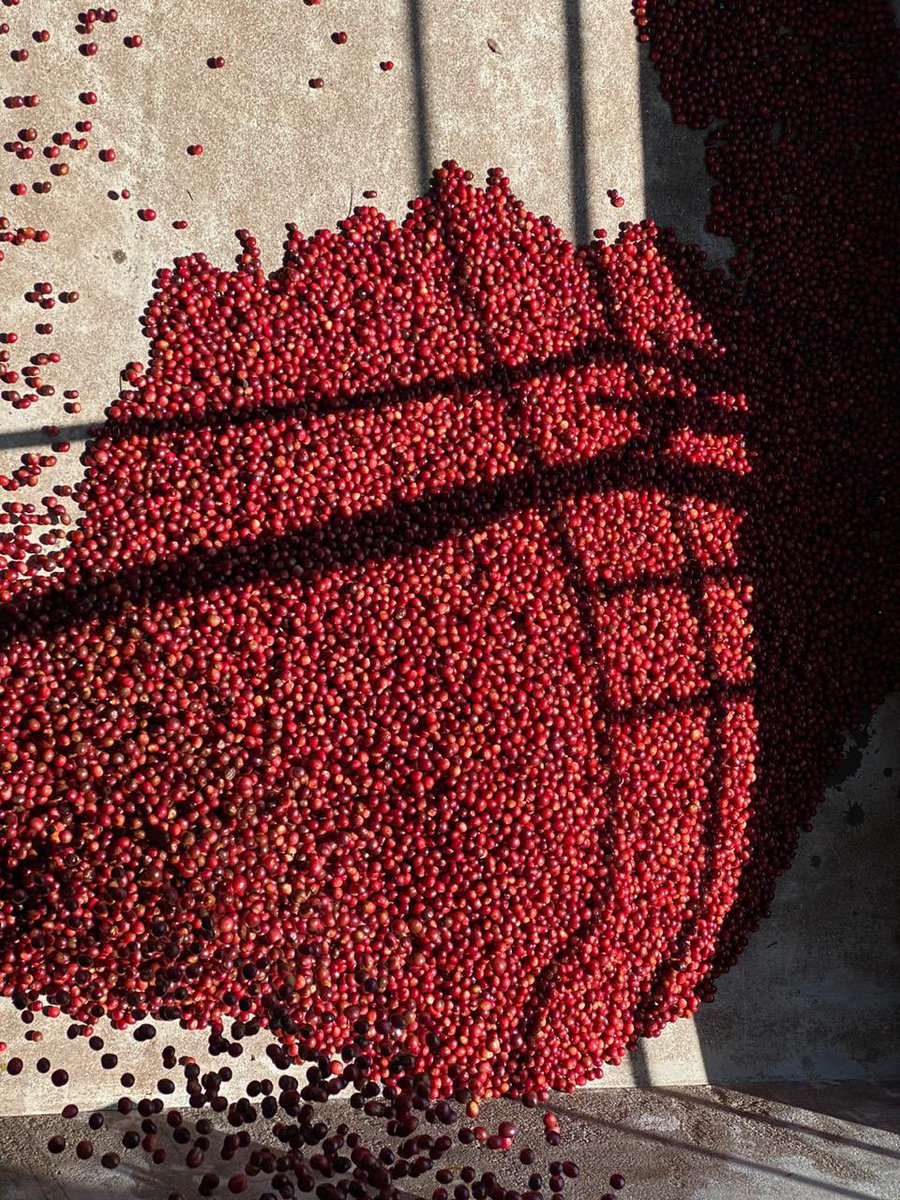 Please  how each cherry is the same RED (No wonder  @anandmahindra asks me to do a coffee table book called ONLY ONE SHADE OF RED). The raised platform is not to get any aroma of earth. On any given day we have 30 Tonnes dried like this in the Central Processing Unit. (3/n)
