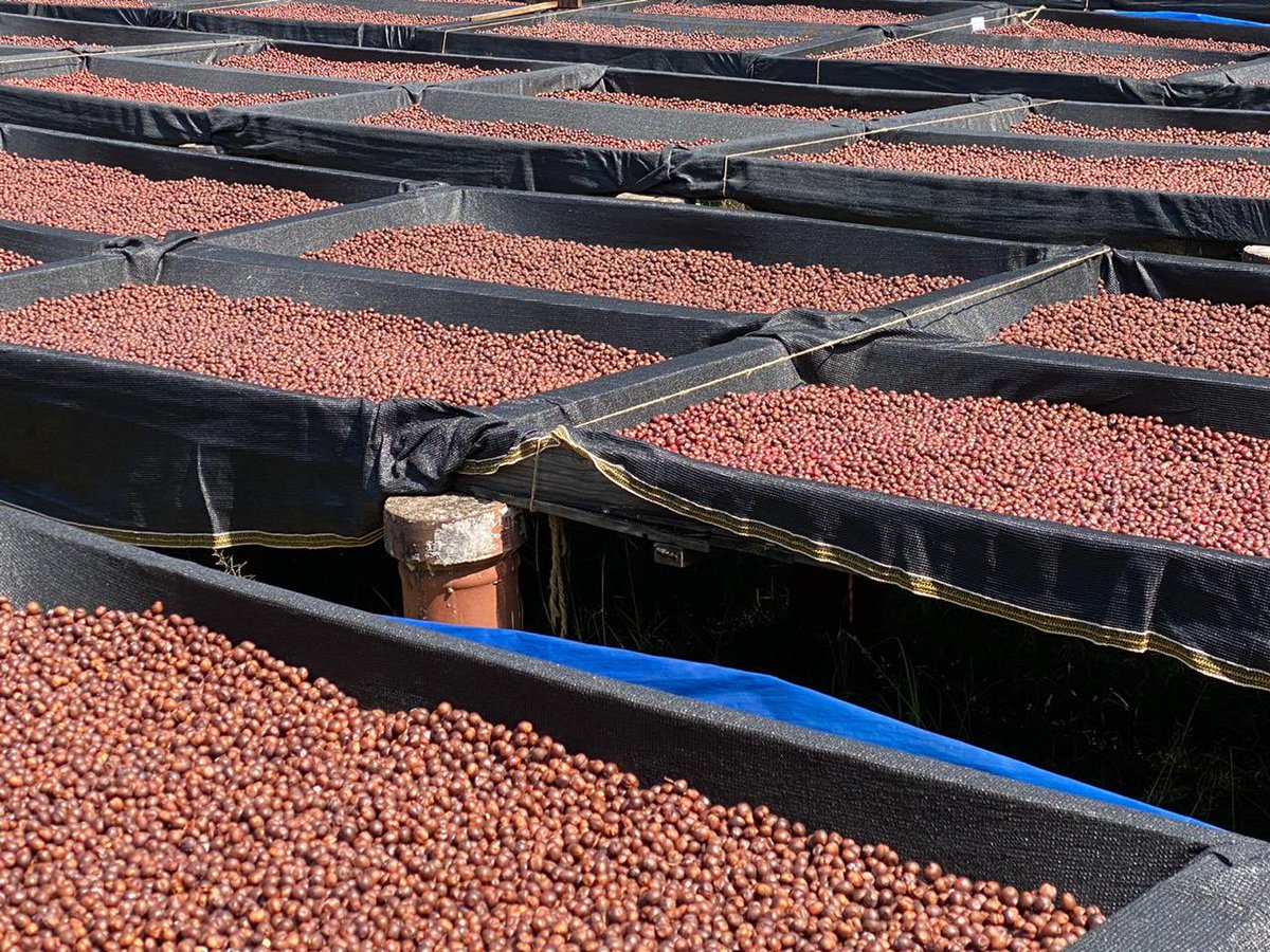 Please  how each cherry is the same RED (No wonder  @anandmahindra asks me to do a coffee table book called ONLY ONE SHADE OF RED). The raised platform is not to get any aroma of earth. On any given day we have 30 Tonnes dried like this in the Central Processing Unit. (3/n)