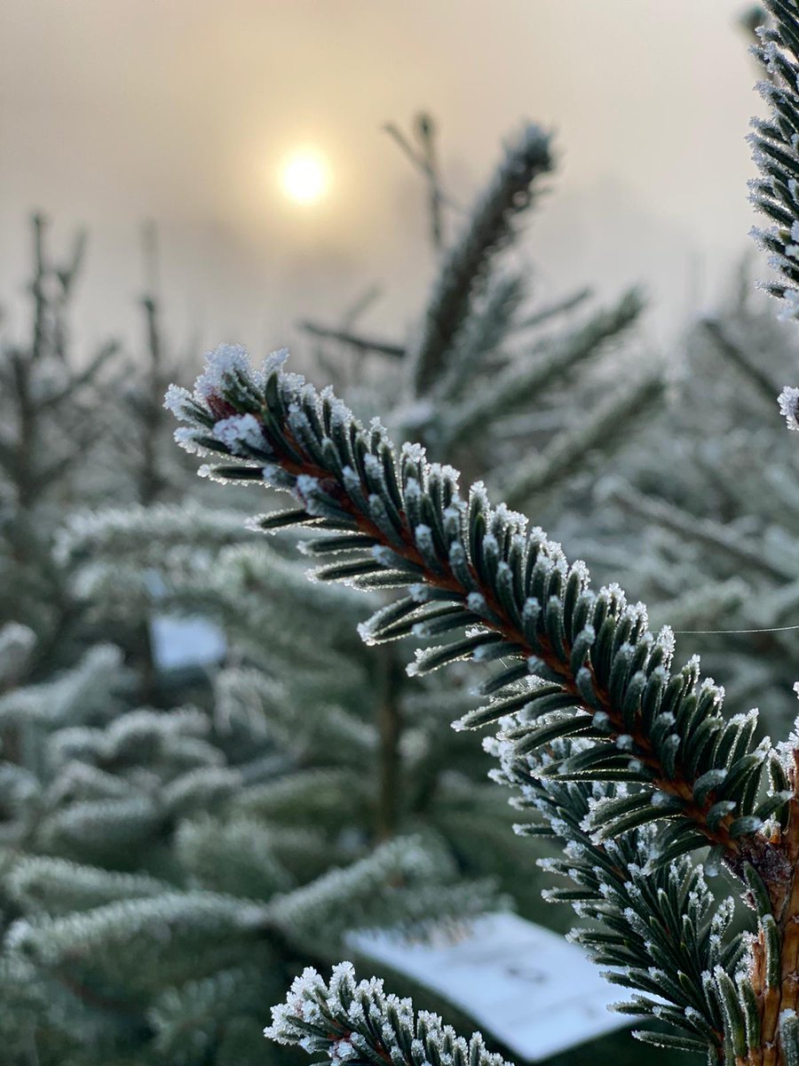 Getting ready to sell and rent our Christmas  trees this morning. Though its not quite as pretty as it was yesterday...