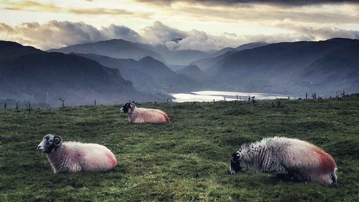 Social distancing Cumbrian style 😜