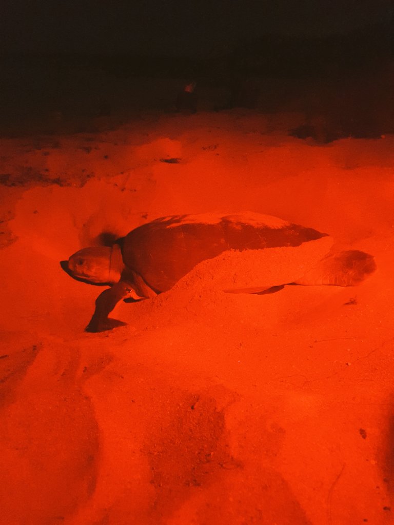 mharang28's tweet image. A few nights ago I had the chance to watch some flatback turtles, a species endemic to Australia, laying their eggs on one of Barrow Island's beach. Amazing experience 🐢🥰 #flatbackturtle #seaturtle #wildlife #BarrowIsland #WesternAustralia