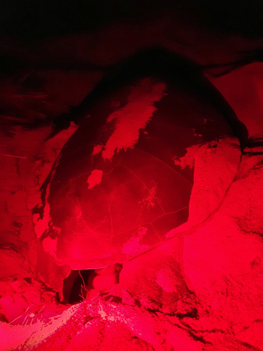mharang28's tweet image. A few nights ago I had the chance to watch some flatback turtles, a species endemic to Australia, laying their eggs on one of Barrow Island's beach. Amazing experience 🐢🥰 #flatbackturtle #seaturtle #wildlife #BarrowIsland #WesternAustralia