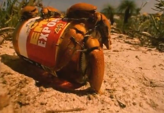 オーストラリア西部に生息するニセフトタマムシ（julodimorpha