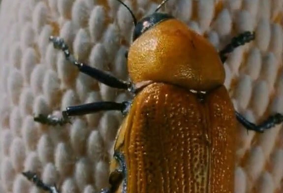 オーストラリア西部に生息するニセフトタマムシ（julodimorpha