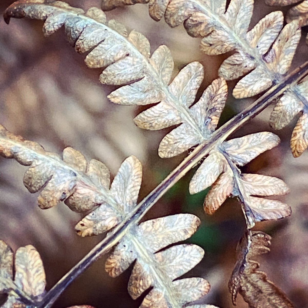 WalkinginKent's tweet image. Shapes in dry fern leaves. 
.
.
.
.
#fern #fernleaf #woodlandwalk #kent #kentwalk #petham #kentrambles #kentdowns #eastkentramblers #rambling #hiking #naturephoto #kentphotographer #kentphotography #canterbury #chartham #autumleaves #autumnwalk #walking #hiking #lovekent