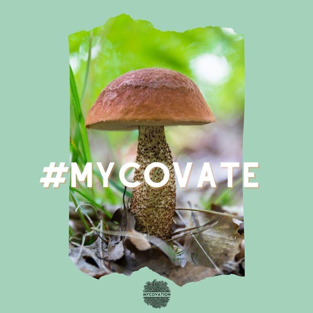 The kingdom #Fungi is a huge &amp; an important key player in the food cycle. They are the invisible warriors with a connective threadlike structures called 'Mycelium' &amp; their fruiting bodies are the Mushrooms. 
We at #Mycovation explore the potential of #Mycelium as a #food source.