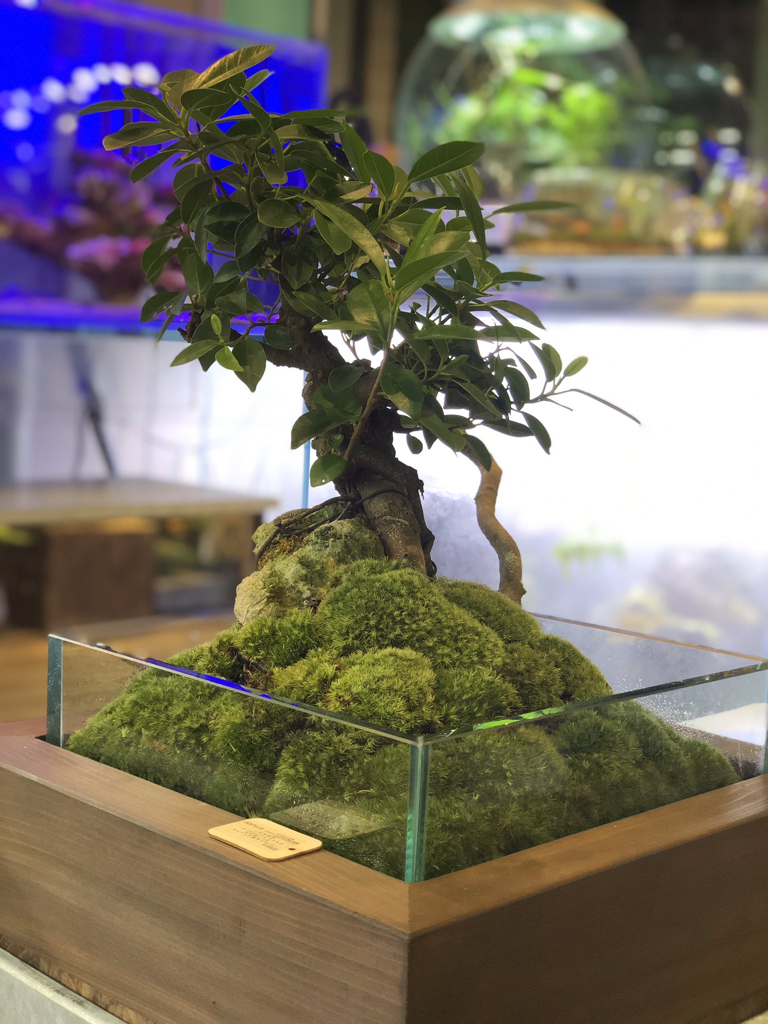 恵比寿店 チャーム公式 ガジュマル盆栽仕立て オーダー受付中 チャーム恵比寿店 Charm恵比寿店 ガジュマル T Co 9ovw5fzqei Twitter