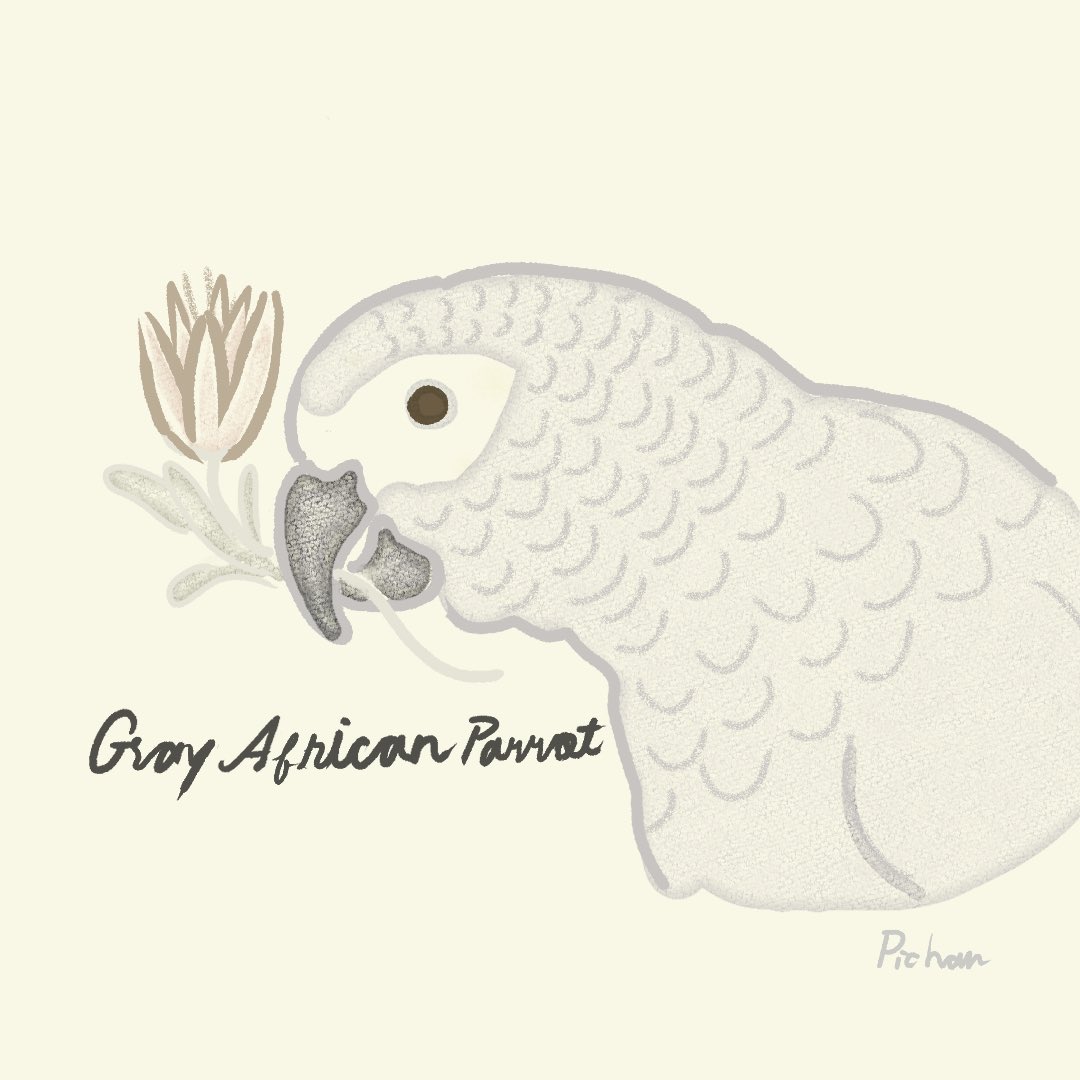 pimalaogong8's tweet photo. African gray parrot 

#africangrayparrot #parrots #garyafricanparrit #wildlife #bird #birdwatching #Africa #Birdlover #illustration #art #sketch #nature #CLIPSTUDIOPAINT #manga #CLIPSTUDIO #love #イラスト #お絵描き　#アフリカんグレーパロット
#パロット https://t.co/eNlVQW3GeR