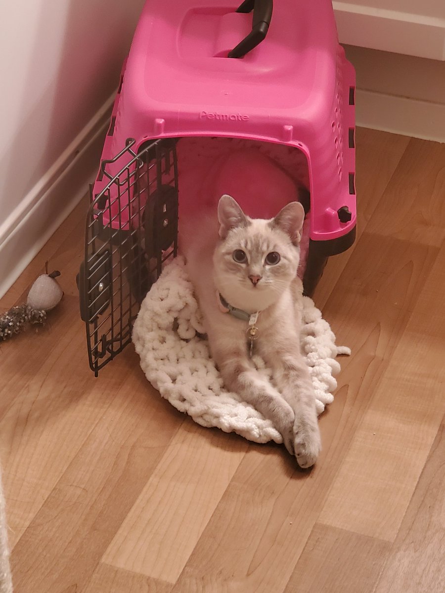 _MexiCactus_'s tweet photo. Here you guy my gentleman uwu I present, Lady Diana  #catsforcorpse https://t.co/RdUFLt8FKA