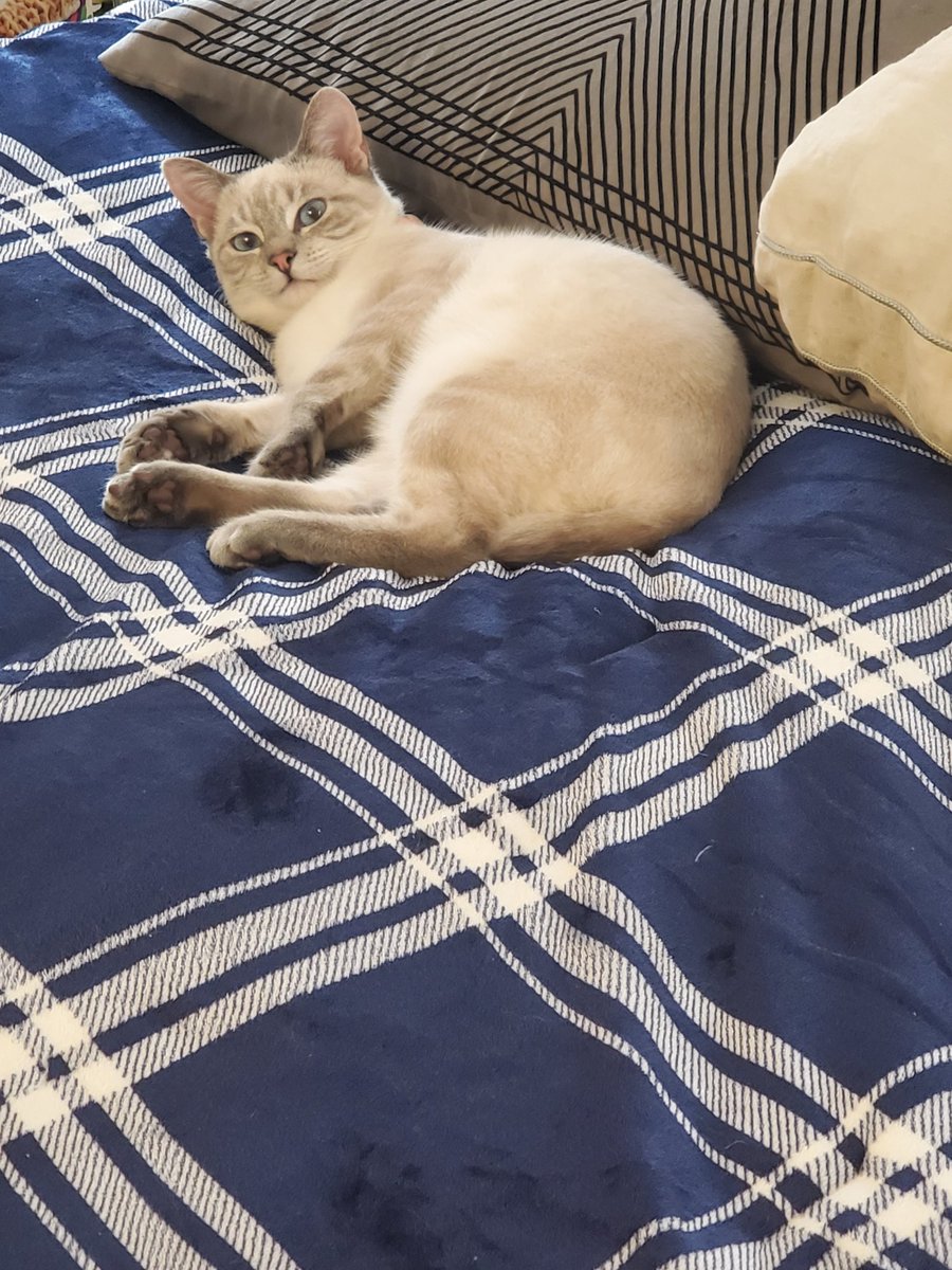 _MexiCactus_'s tweet photo. Here you guy my gentleman uwu I present, Lady Diana  #catsforcorpse https://t.co/RdUFLt8FKA