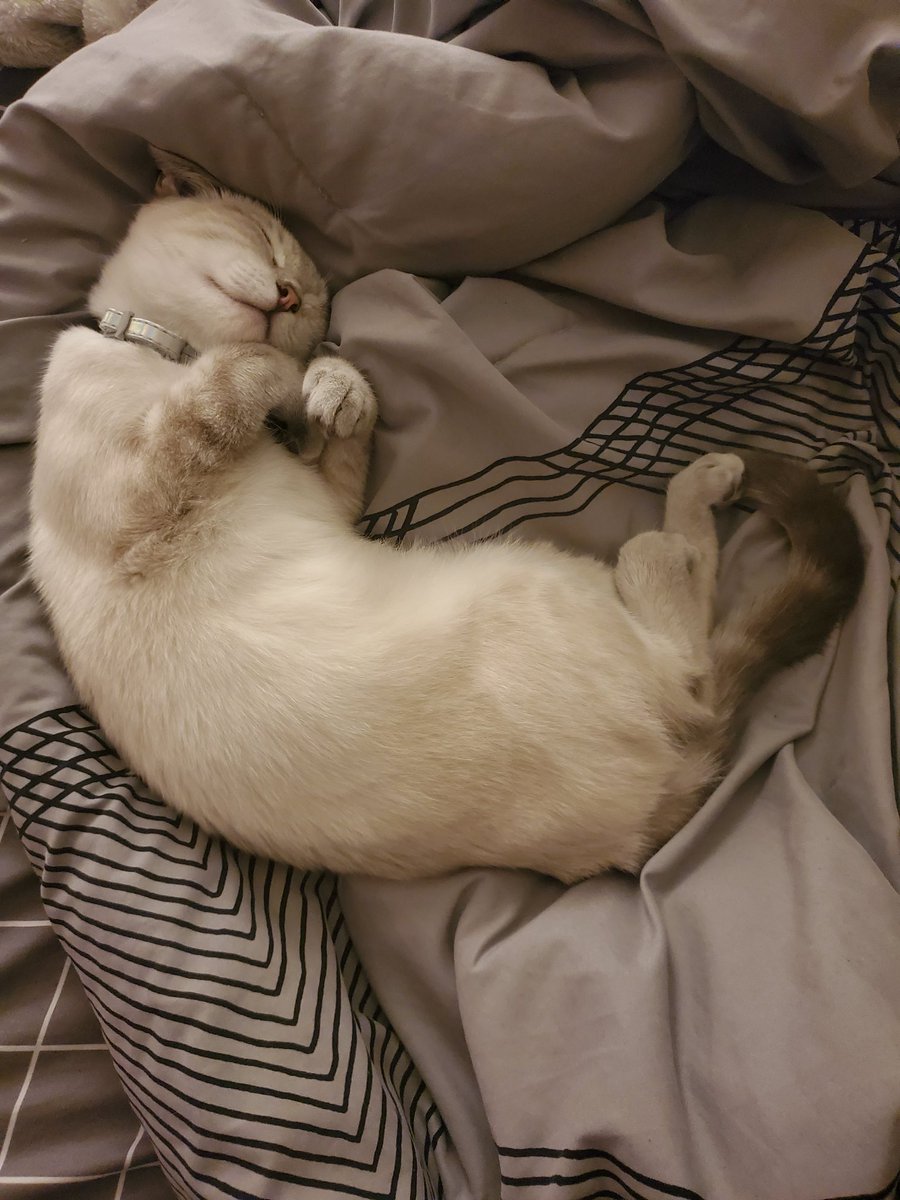 _MexiCactus_'s tweet photo. Here you guy my gentleman uwu I present, Lady Diana  #catsforcorpse https://t.co/RdUFLt8FKA