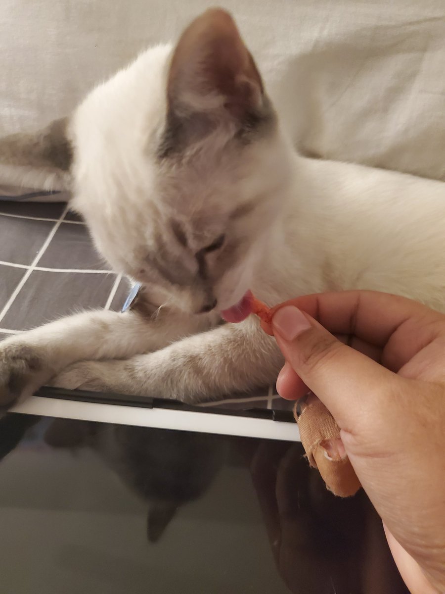 _MexiCactus_'s tweet photo. Here you guy my gentleman uwu I present, Lady Diana  #catsforcorpse https://t.co/RdUFLt8FKA