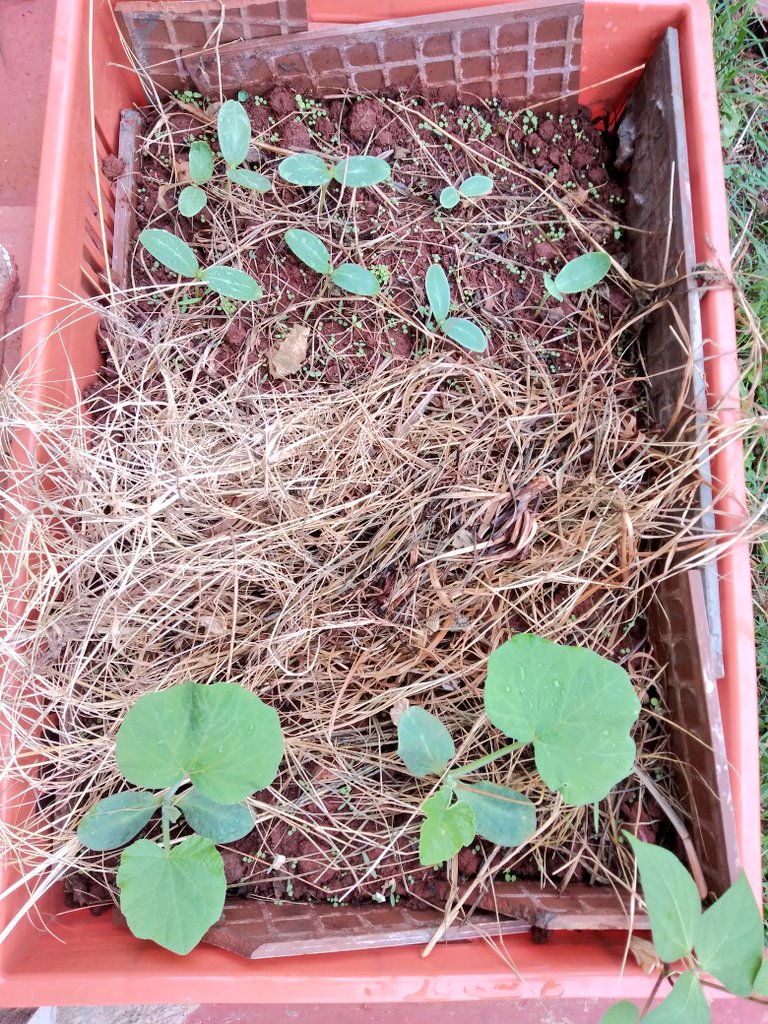 Inspired by  @Pinterest I started crate farming as well. I used broken tiles on the sides to prevent soil from pouring. I have a bean, Butternut pumpkin and cucumber. Under the mulch is dhania germinating. I'll look for poles and string later for the vines to grow...