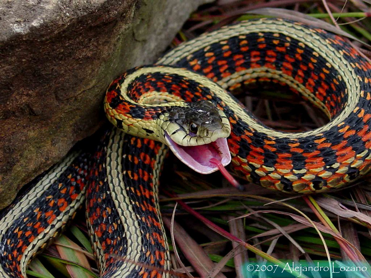 Какие были 1 змеи. Калифорнийскаяподвязочная змеяъ. Thamnophis sirtalis. Калифорнийская подвязочная змея ядовитая. Подвязочная змея (Thamnophis sirtalis).