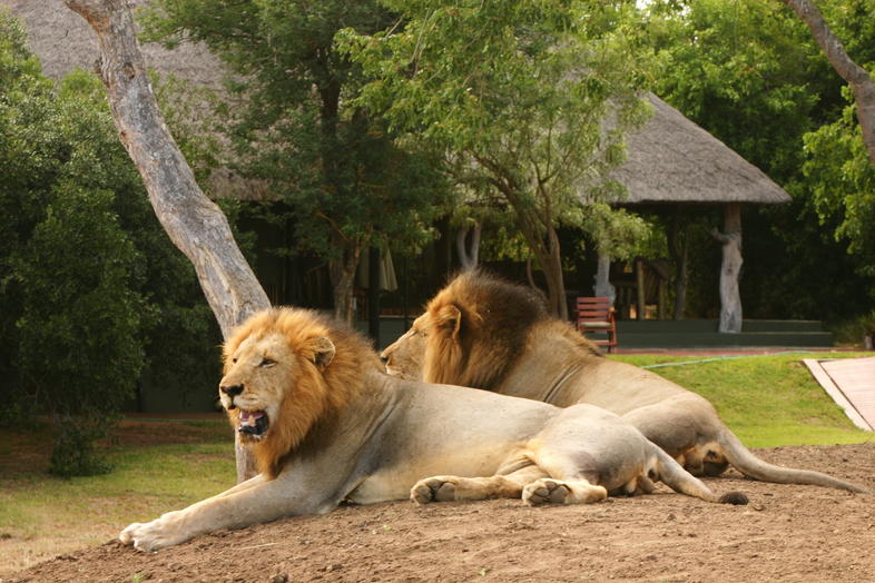 loraleigh28's tweet photo. Tangala Safari Camp #christmasspecial #thornybush

See this Instagram photo by @travelsalora https://t.co/x165IpHFs4 https://t.co/T1MIbtmjqr