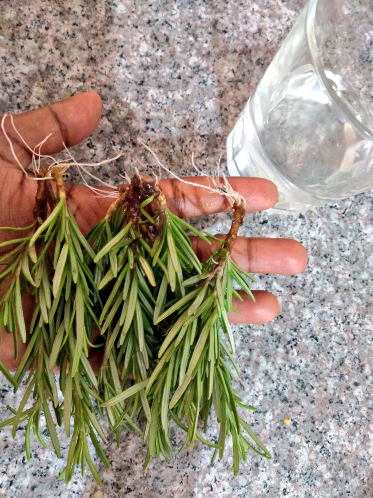 Remember the rosemary sprigs I popped in a glass of water a few weeks back? Look at the roots... Now they are ready to be planted in soil.