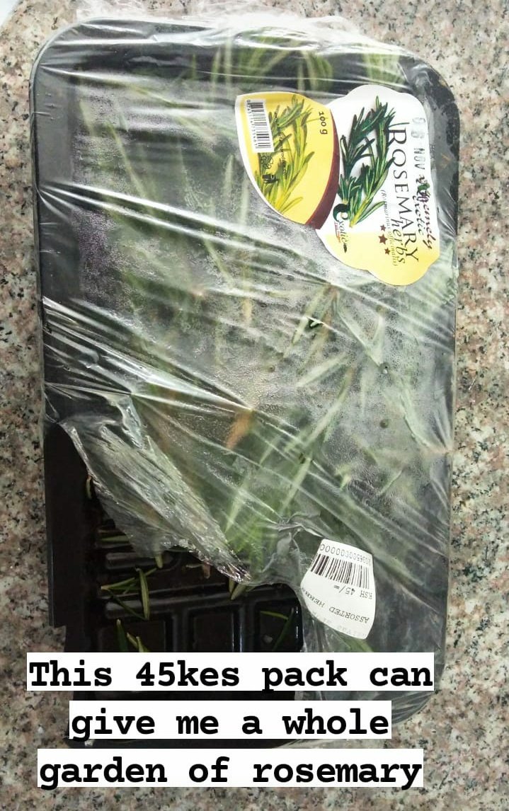 How to propagate rosemary so that you never have to buy it again... #1