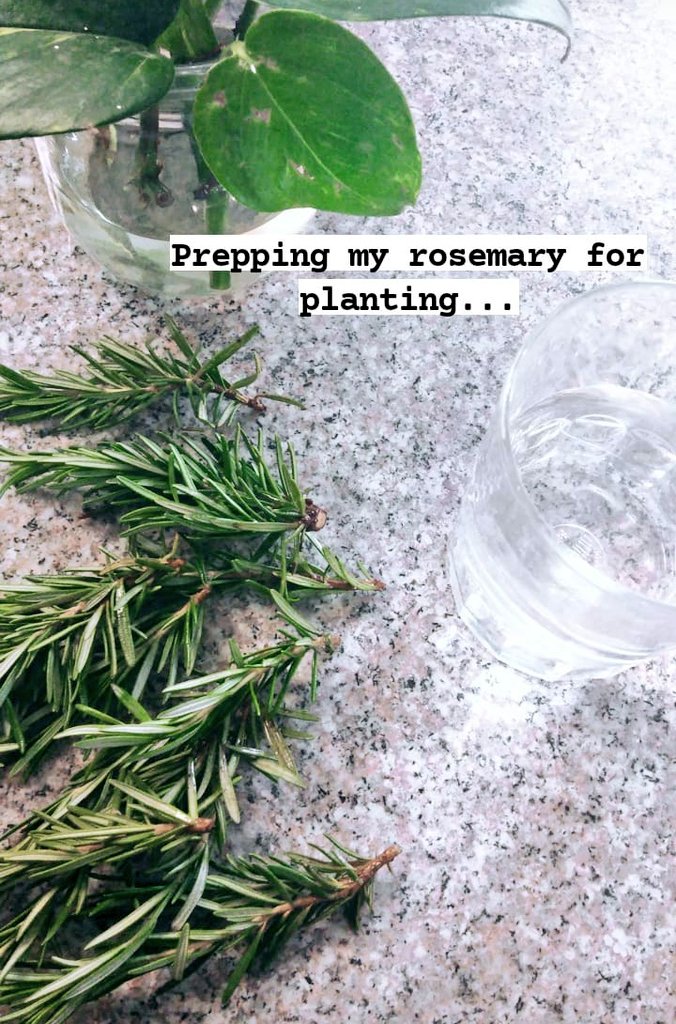 How to propagate rosemary so that you never have to buy it again... #1