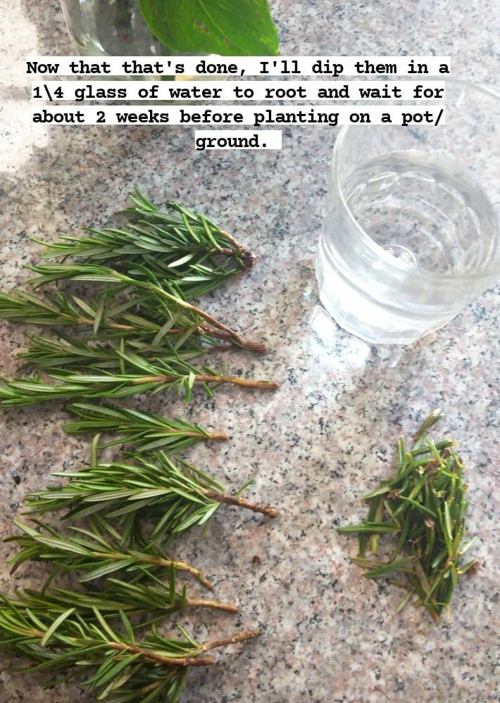 How to propagate rosemary so that you never have to buy it again... #1
