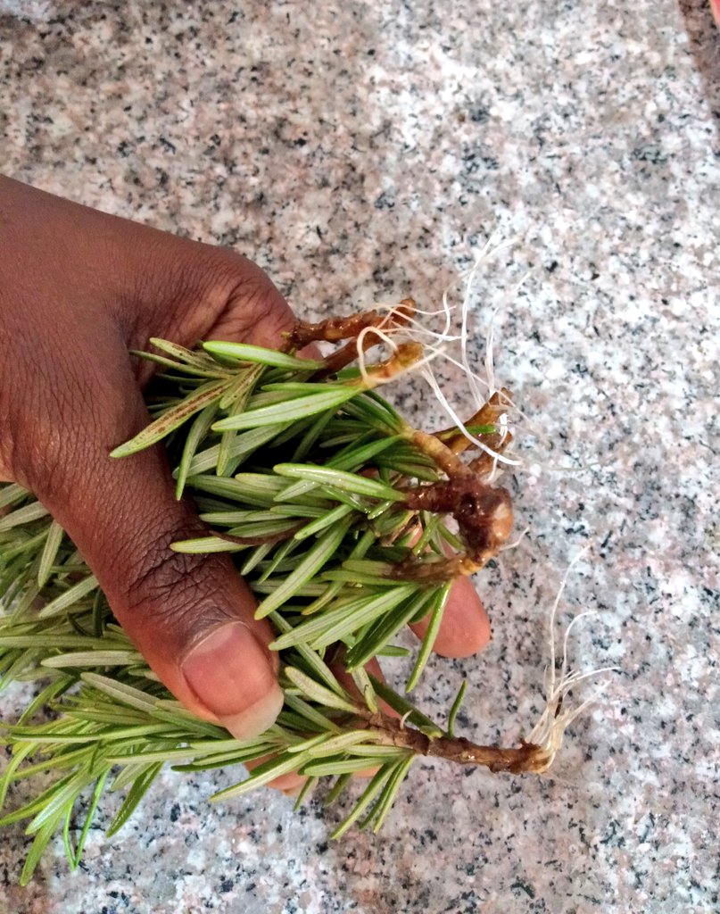 How to propagate rosemary so that you never have to buy it again... #2