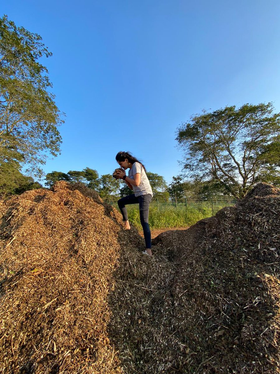 The weeds/green manure is mixed with the magic potion of beneficial microbes created with a cocktail of cow dung, special flower & herb extracts etc to a Magic Plant Food in 90 days. After hearing the cutting edge recipe  @aditidugar couldn’t resist sniffing it as Chefs do! (5/n)