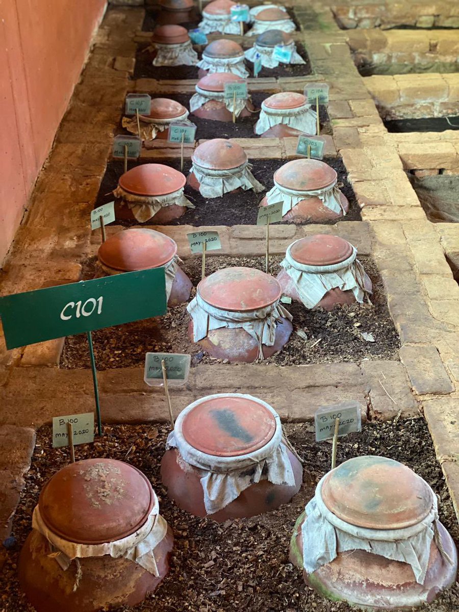 The weeds/green manure is mixed with the magic potion of beneficial microbes created with a cocktail of cow dung, special flower & herb extracts etc to a Magic Plant Food in 90 days. After hearing the cutting edge recipe  @aditidugar couldn’t resist sniffing it as Chefs do! (5/n)