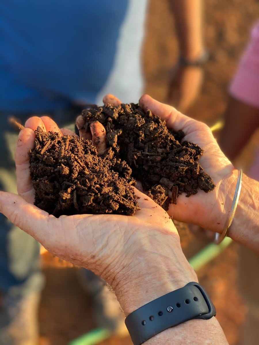 The weeds/green manure is mixed with the magic potion of beneficial microbes created with a cocktail of cow dung, special flower & herb extracts etc to a Magic Plant Food in 90 days. After hearing the cutting edge recipe  @aditidugar couldn’t resist sniffing it as Chefs do! (5/n)