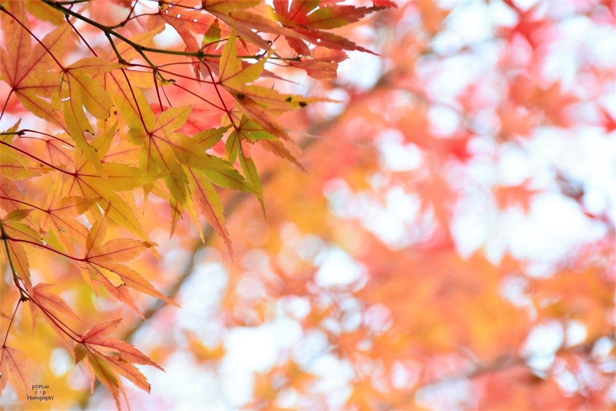 everyday_kinton's tweet photo. ㅤ
Can you feel this fresh autumn leaves.🍁
ㅤ
#晩秋 #落葉 #日本の秋 
#本年最後の紅葉写真
ㅤ
#landscapephotography 
#redleaves #maplecolors
#twitter #ilovejapan #art 
#Friends #followme #pic https://t.co/dlNcFvgf7o