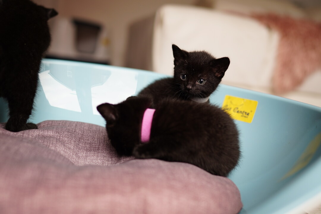 catcentre_bd's tweet photo. 😻 Saturday dose of sweetness!

Check out product! 

https://t.co/QSwPor5fb7 https://t.co/aavPO13F8p