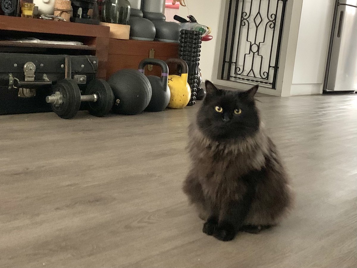 65ziggystardust's tweet photo. Great. You guys are finally home. Iβve been practicing my cute face. #CatsOfTwitter #CuddlesPlease https://t.co/FQvEJj0ErD