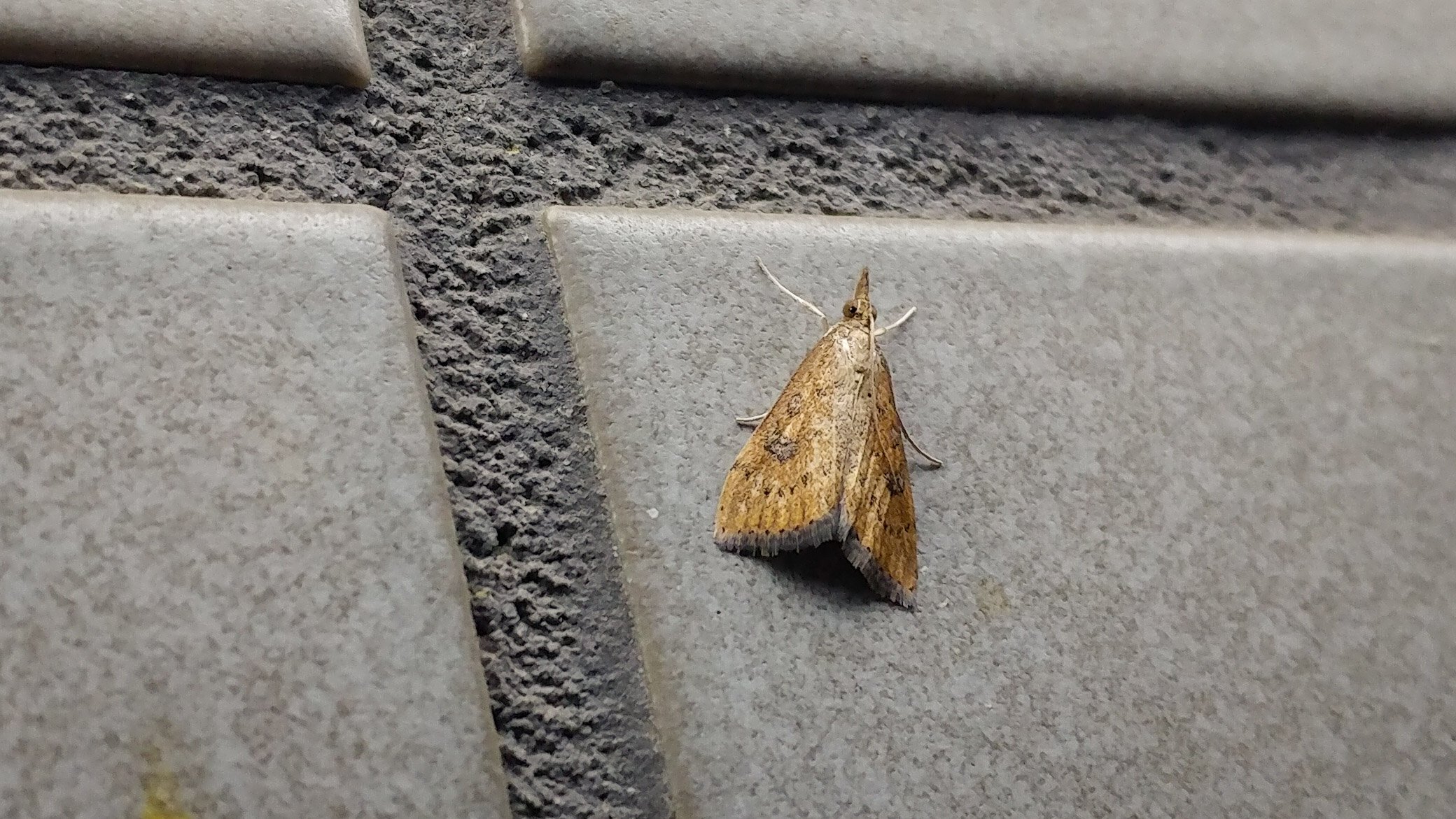 ヨロズナ 萬名 游鯏 本日の蛾 クロモンキノメイガ ちっちゃくて三角 頭も尖って矢のように見えるのでなおさら三角形です 何匹か来ていました クロモンキノメイガ 黒紋黄野螟蛾 Udeatestacea ノメイガ 野螟蛾 Pyraustinae Crambidae 蛾