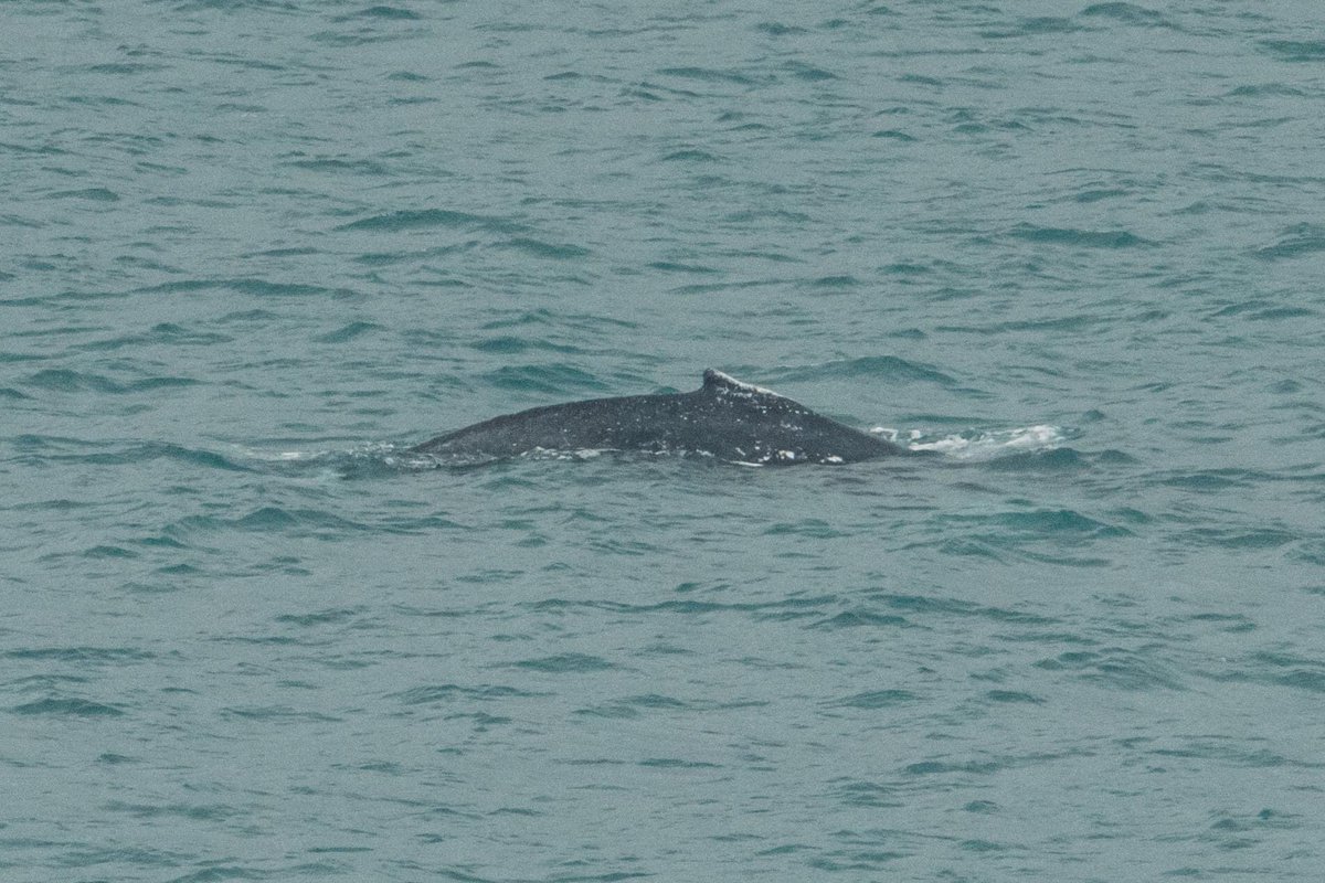 😍We are so lucky in the Southwest to have a Humpback whale visiting right now!! 🐋

📸: Dan Murphy

#humpbackwhale #oceanoptimism #marineconservation