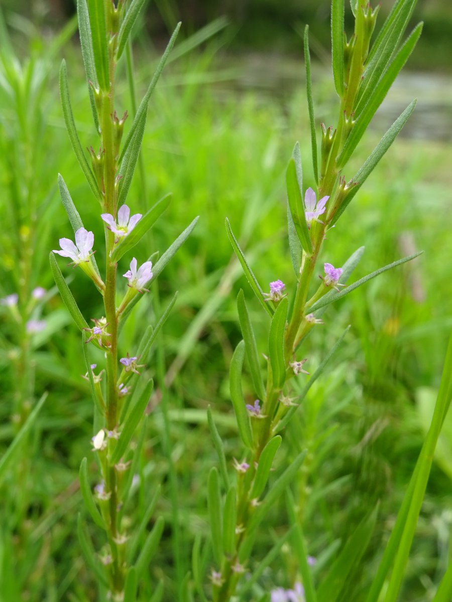 uclponds's tweet photo. Positive nature #conservation news! Locally extinct & endangered wetland plants can be brought back to us by restoring #farmland #ponds & disturbing long-lived seedbanks. Welcoming #Grasspoly back to @norfolkponds! @NaturalEngland @BSBIbotany @Love_plants https://t.co/jG5hV1GzAj https://t.co/lAyQF9Bx8N