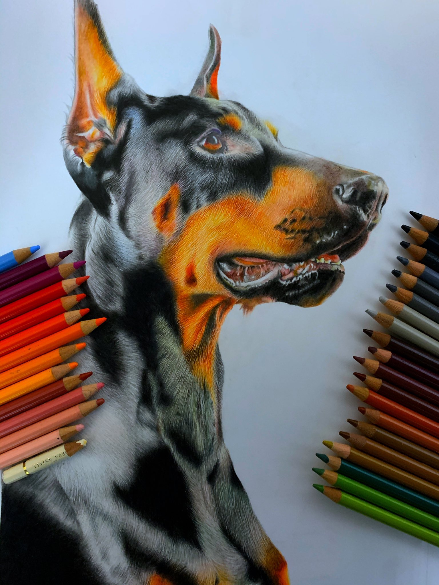 Y 色鉛筆画 色鉛筆 絵画 犬 ドーベルマン T Co Ym49npjfgo Twitter
