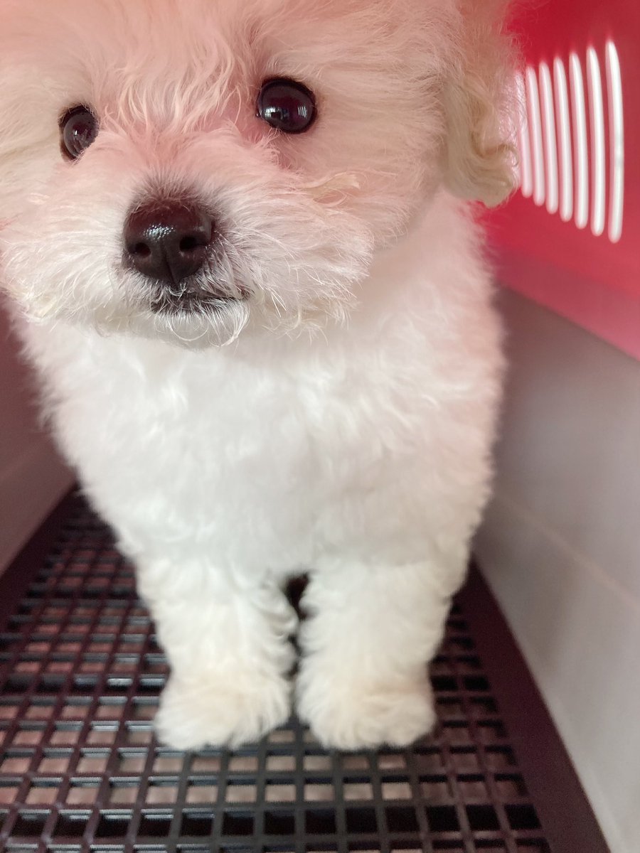 亜咲花 東名阪ツアー 素敵な家族が増えました マシュマロみたいに真っ白でモチモチなので 名前は まろ にしました 元気で活発な男の子です この子達が毎日幸せに生きれるよう たくさんの愛を注いでしっかり育てます 亜咲花の犬活