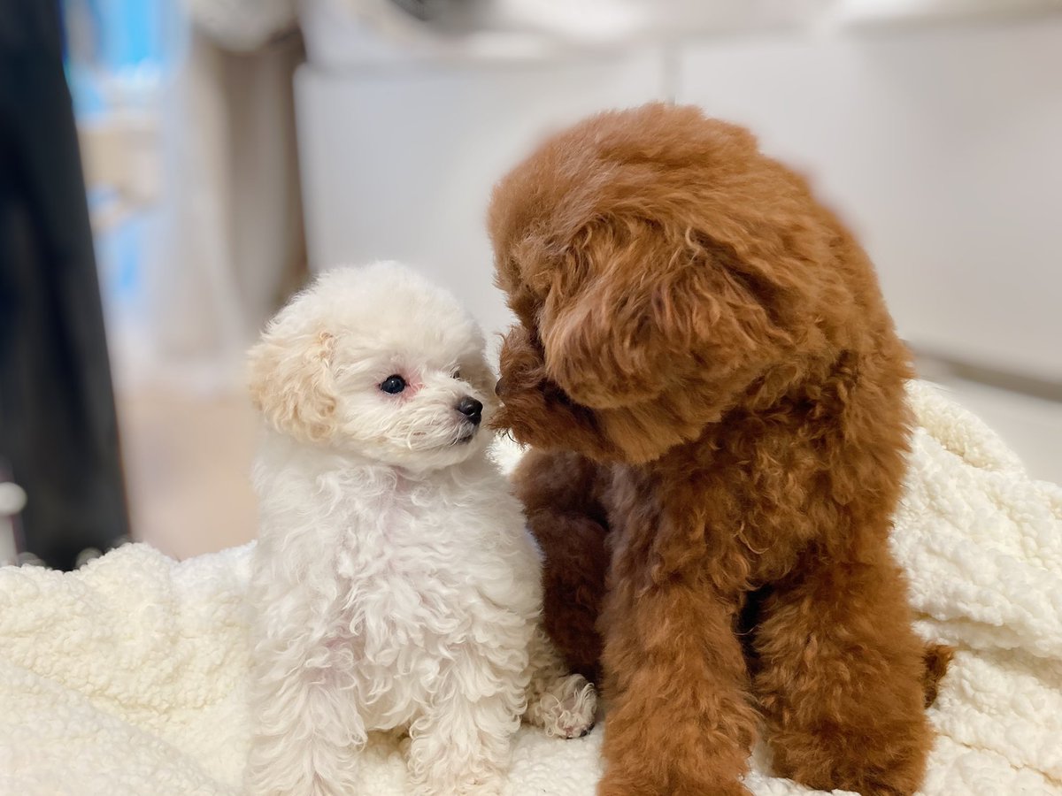 亜咲花 東名阪ツアー 素敵な家族が増えました マシュマロみたいに真っ白でモチモチなので 名前は まろ にしました 元気で活発な男の子です この子達が毎日幸せに生きれるよう たくさんの愛を注いでしっかり育てます 亜咲花の犬活