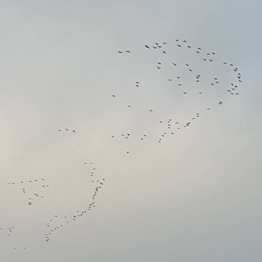 Heidi_Swain's tweet photo. They're on their way! Not the best pics but there have been hundreds of #geese over my patch of #norfolk during the last few days! So exciting! #geesemigration #canadageese #migration #autumn #november #thesimplelife #thesimplethings https://t.co/ldpOMo1J73