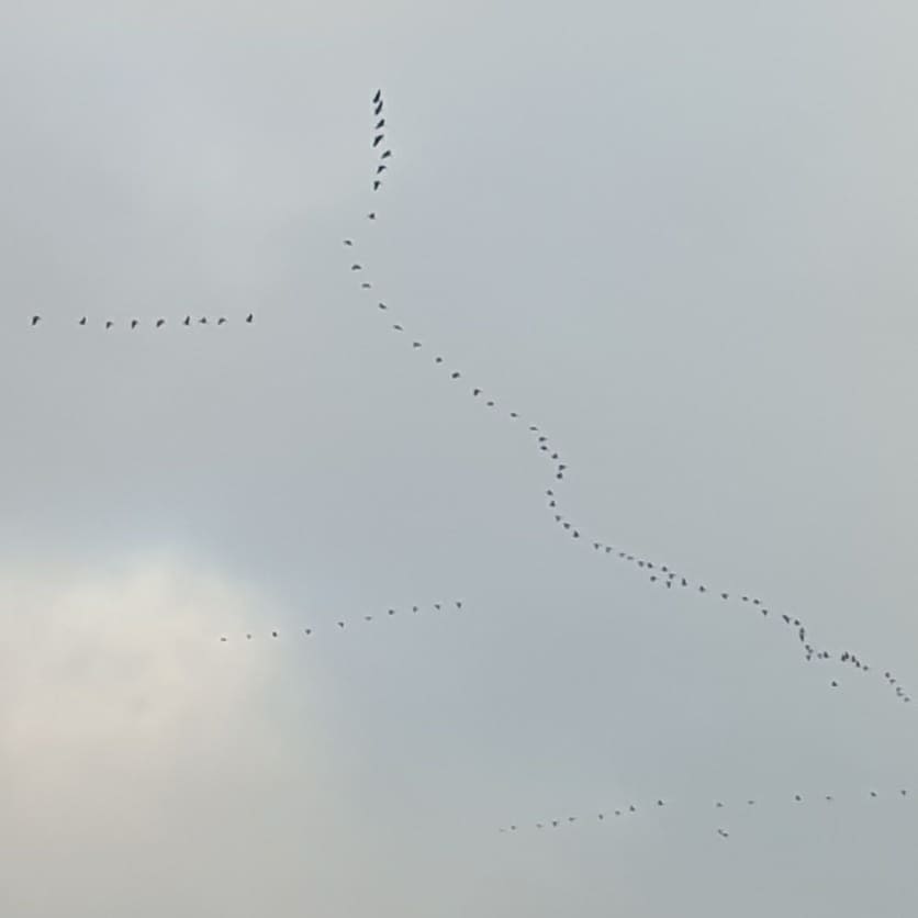 Heidi_Swain's tweet photo. They're on their way! Not the best pics but there have been hundreds of #geese over my patch of #norfolk during the last few days! So exciting! #geesemigration #canadageese #migration #autumn #november #thesimplelife #thesimplethings https://t.co/ldpOMo1J73