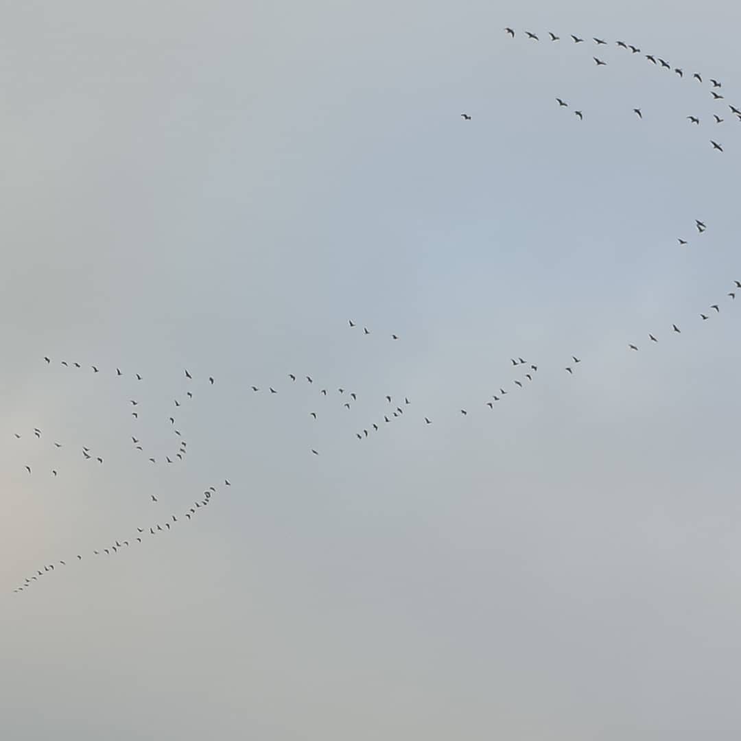 Heidi_Swain's tweet photo. They're on their way! Not the best pics but there have been hundreds of #geese over my patch of #norfolk during the last few days! So exciting! #geesemigration #canadageese #migration #autumn #november #thesimplelife #thesimplethings https://t.co/ldpOMo1J73